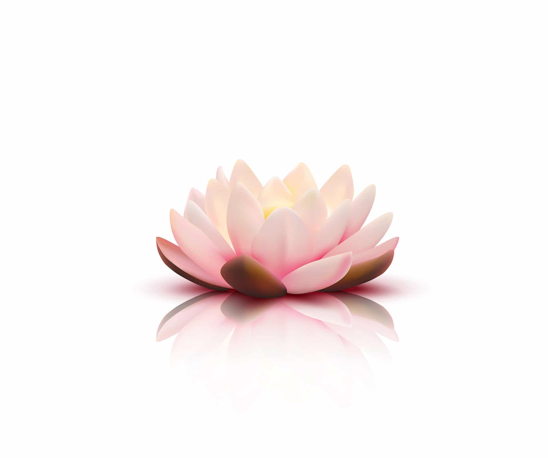 A pink lotus flower mirrored on still water